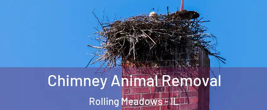  Chimney Animal Removal Rolling Meadows - IL