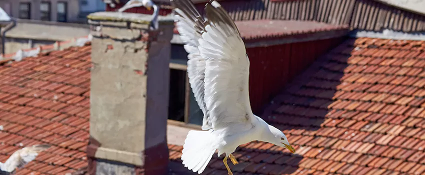 Residential Chimney Animal Removal Solution in Rolling Meadows, IL