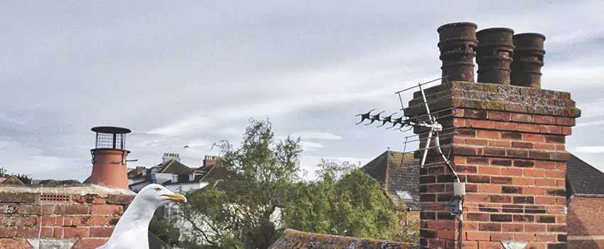 Chimney Cleaning And Restoration in Rolling Meadows, Illinois
